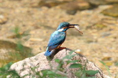 7月28日 夙川河川敷緑地 10