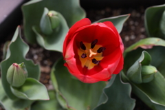 3月20日 布引ハーブ園 37