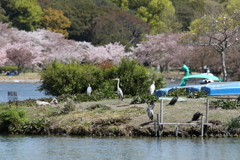 4月11日 明石公園 13