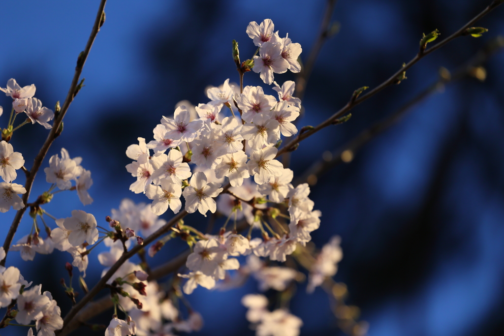 4月2日 夙川河川敷公園 16