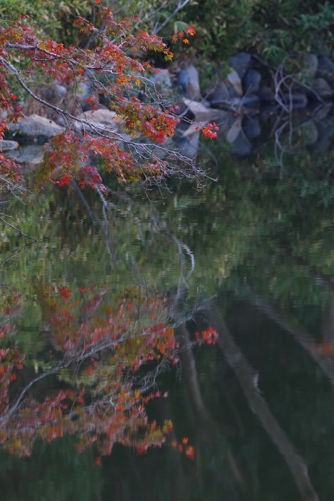 11月25日 明石公園 ６