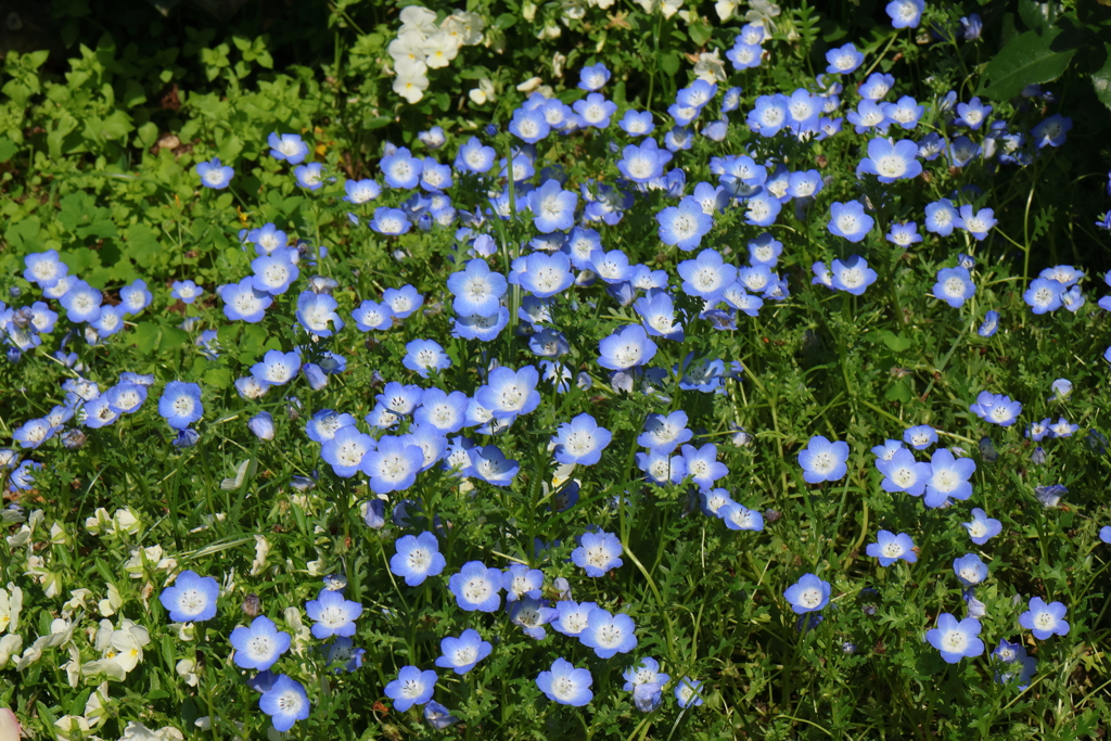 5月21日 明石公園 ５