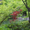 5月18日 相楽園 23