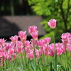 5月5日 布引ハーブ園 27