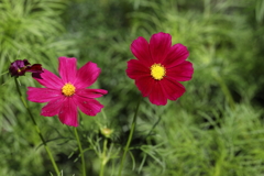 9月21日 布引ハーブ園 25