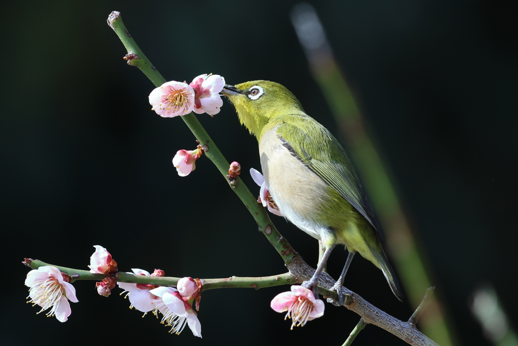 3月12日 明石公園 ４