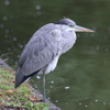 10月31日 明石公園 １