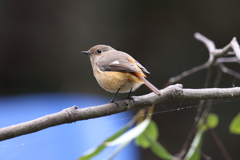 10月31日 明石公園 11