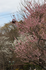 3月20日 布引ハーブ園 28