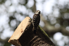 10月24日 明石公園 ４