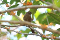11月4日 明石公園 12