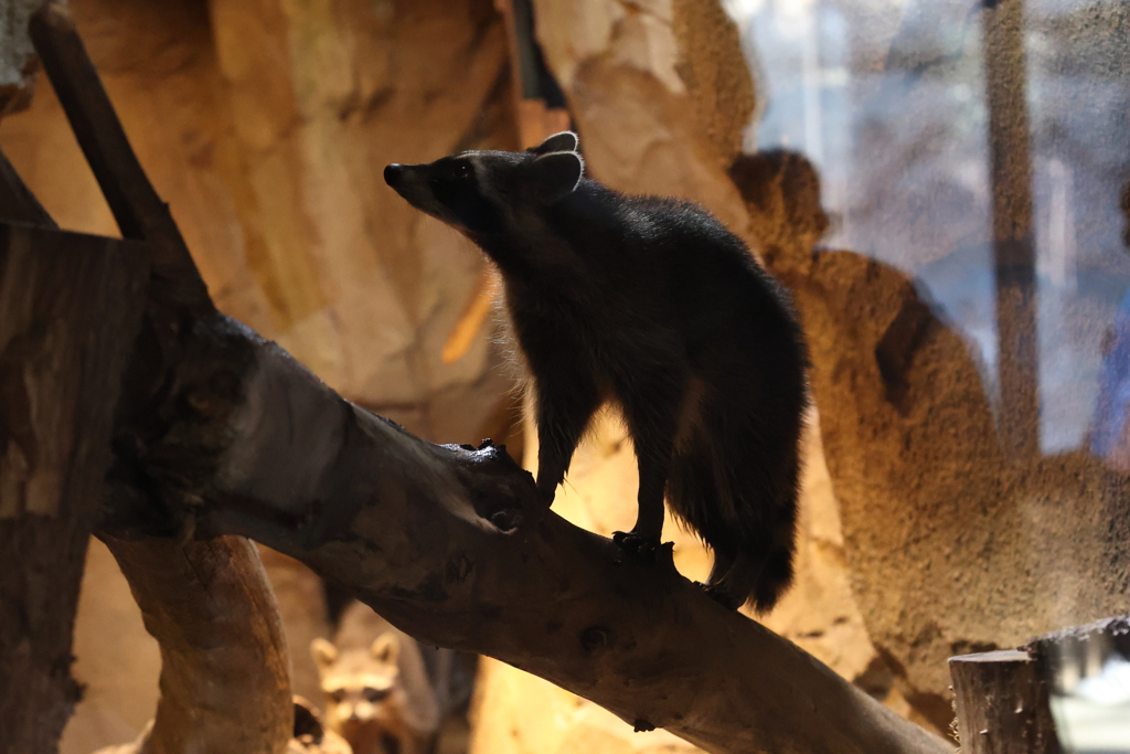 10月24日 神戸どうぶつ王国 32