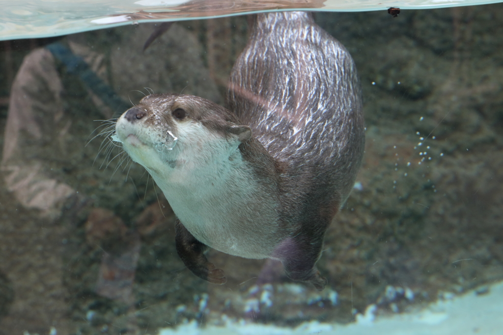 3月26日 王子動物園 30
