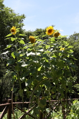 7月22日 布引ハーブ園 13