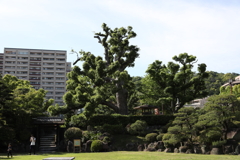 5月23日 相楽園 59