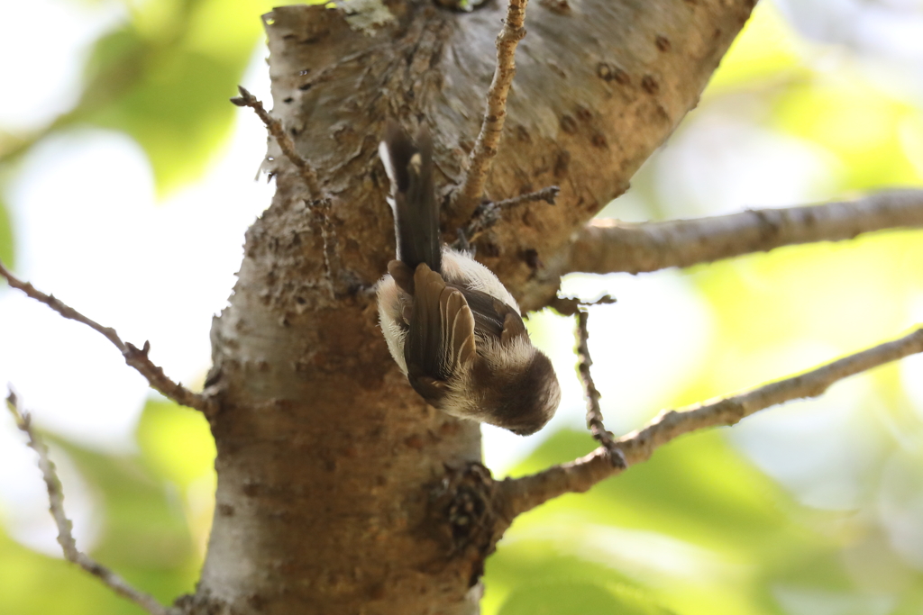 5月30日 明石公園 ７