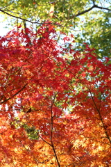 11月24日 相楽園 38