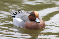 12月17日 明石公園 11