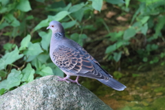 7月21日 夙川河川敷緑地 10