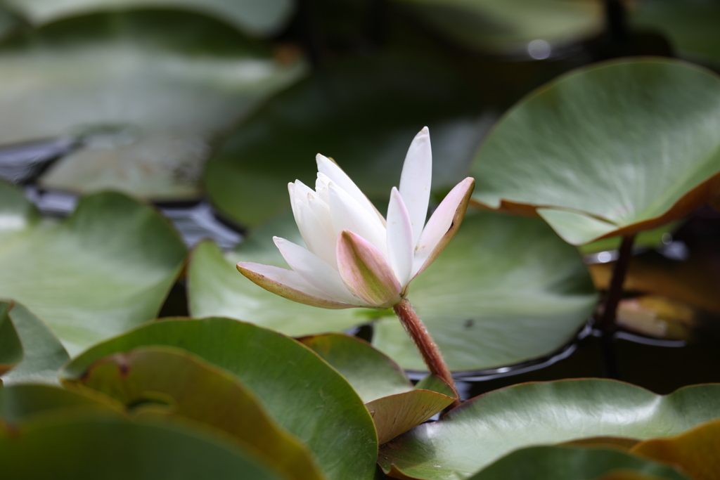 6月20日 明石公園 13