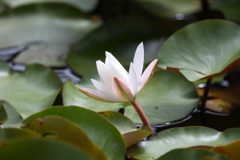 6月20日 明石公園 13