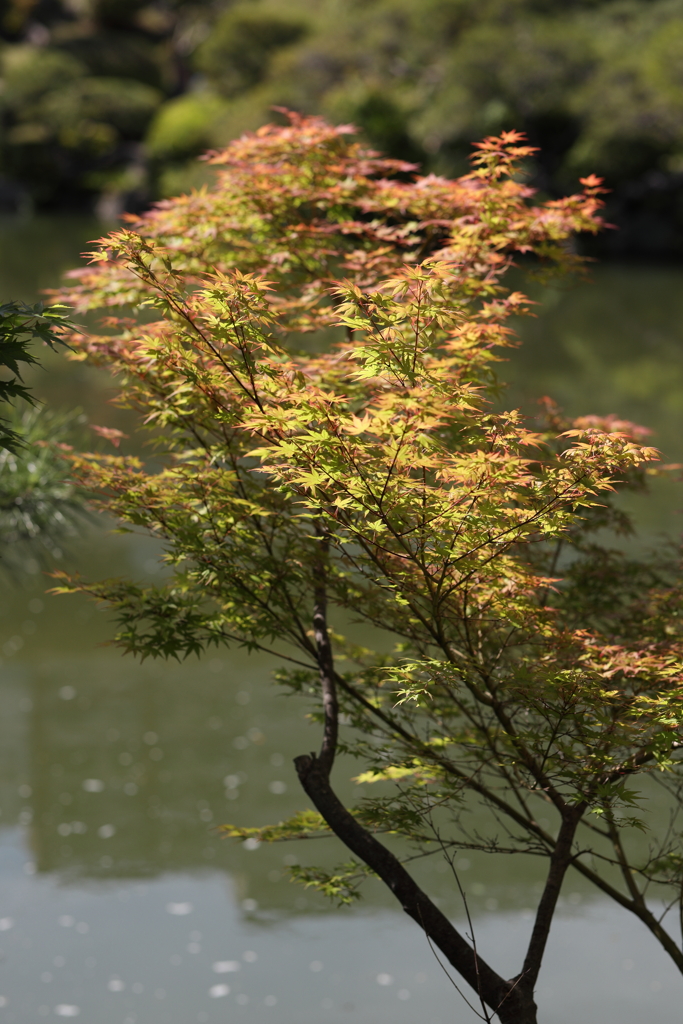 5月23日 相楽園 51