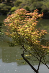 5月23日 相楽園 51