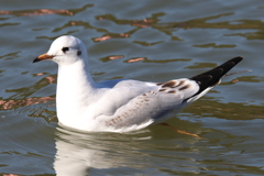 1月14日 明石公園 16