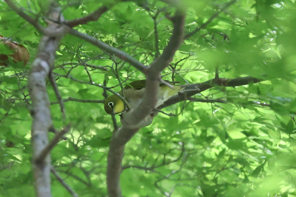 7月22日 布引の滝 ２