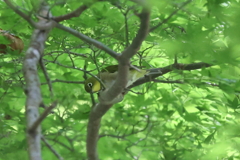 7月22日 布引の滝 ２