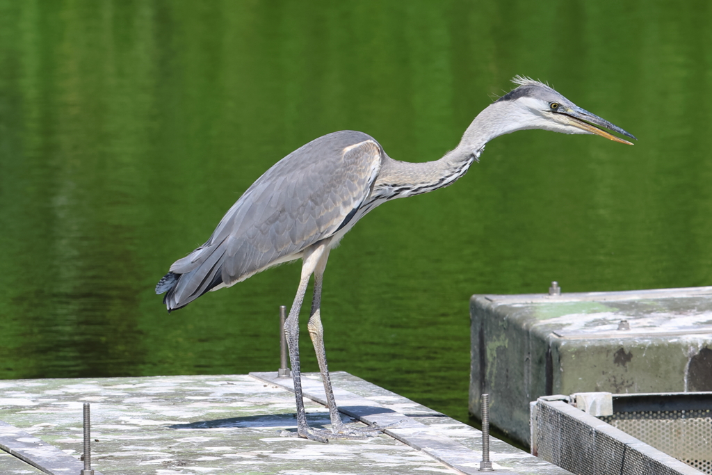 7月7日 夙川河川敷緑地 ４