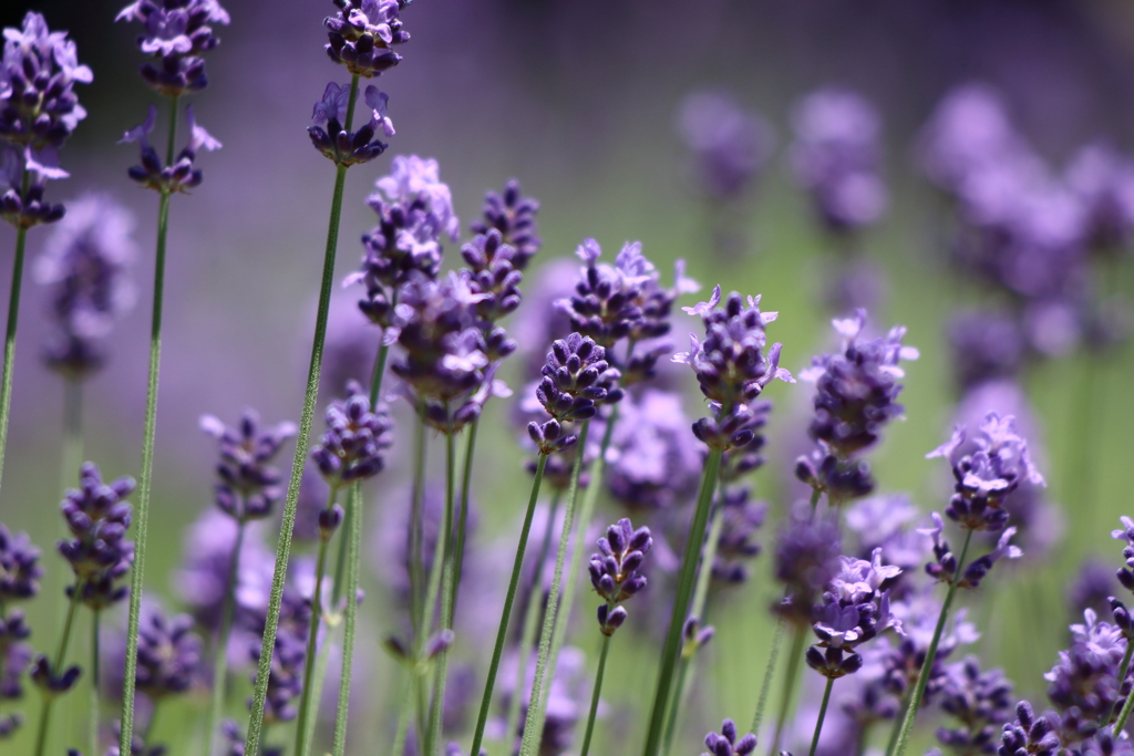 6月9日 布引ハーブ園 34