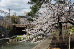 4月2日 夙川 ５