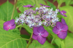 6月2日 明石公園 ５