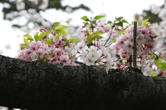 4月3日 夙川 ３