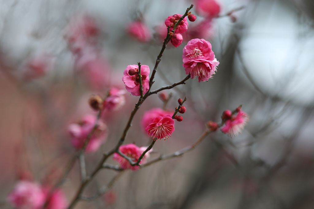 2月9日 岡本梅林公園 ７