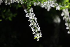 4月2日 夙川河川敷公園 18
