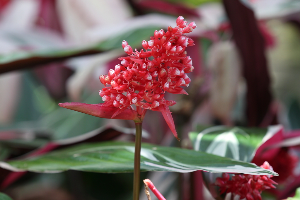 6月9日 布引ハーブ園 43