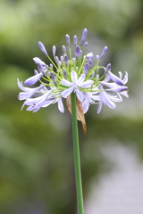 6月20日 明石公園 ２