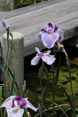 6月6日 須磨離宮公園 11 