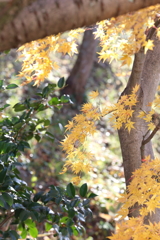 12月2日 布引ハーブ園 1 12月2日 布引ハーブ園 1