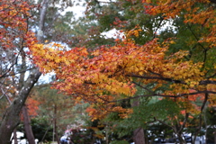 11月23日 京都 30