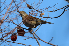 1月3日 明石公園 17