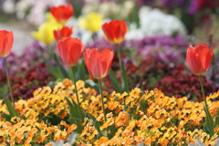 4月2日 明石公園 22