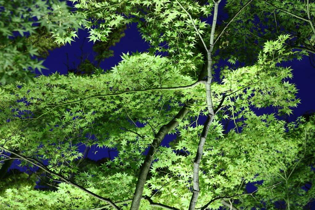 8月27日 相楽園 23