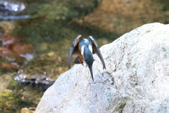 7月30日 夙川河川敷緑地 ６