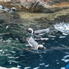 8月11日 京都水族館 13