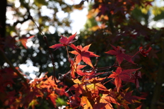 11月28日 相楽園 ２