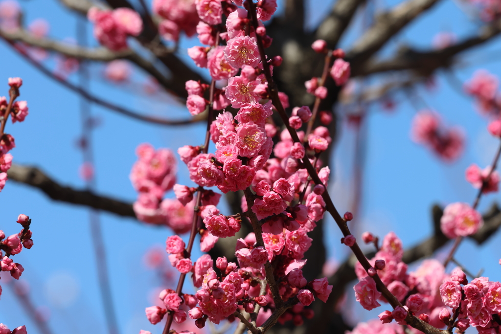 3月10日 大阪城公園 12
