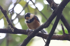 10月31日 明石公園 ５